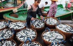Biển miền Trung đã 'an toàn' nhưng còn điểm tích tụ phenol