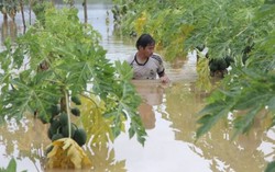 Nông dân xứ Quảng khốn đốn vì 2 đợt lũ trong 10 ngày