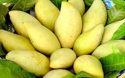 Trái cây Việt Nam được thế giới đón nhận 