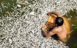 Oxy trong nước Hồ Tây dưới ngưỡng cá có thể sống