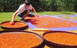 Mãn nhãn ngắm mùa dổi chín đất Mường Be 