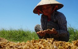 Vùng rốn lũ Hương Khê gượng dậy sau lũ