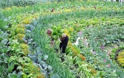Hà Nội 'khát' thực phẩm sạch