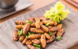EU chú trọng xây dựng quy tắc an toàn vệ sinh thực phẩm từ côn trùng