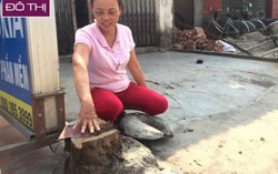 Dẹp vỉa hè, hạ luôn cây xanh