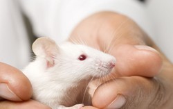 Người phụ nữ tử vong vì bị chuột cắn 