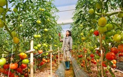 Nữ chủ tịch HTX chỉ có 10%