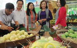 Cận cảnh quy trình tuyển lựa xoài xuất khẩu sang Mỹ