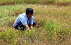 Đã hỗ trợ 700 tỷ đồng chống xâm nhập mặn ĐBSCL