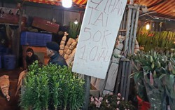 Hoa, cây cảnh, đồ trang trí Tết rục rịch xả hàng