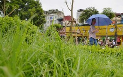 Dừng chi tiền cắt tỉa, cỏ mọc tua tủa giữa Thủ đô