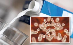 Đức thu hồi sữa tươi ít béo nhiễm khuẩn 'ăn thịt người'