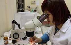 Những người chăm muỗi như con