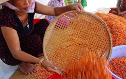 Ðầm Dơi (Cà Mau) nhộn nhịp mùa tôm khô Tết