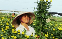 Thêm gần 6,5 nghìn phụ nữ nghèo được vay vốn