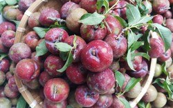 Mơ chua mận chát đầu mùa, giá cao gấp 2-3 lần trái cây nhập khẩu vẫn 'hút khách'