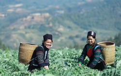 Rộn ràng mùa cắt lá actiso ở nơi gặp gỡ đất trời