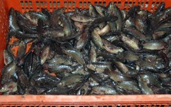 Mẹo chọn và chế biến cá rô