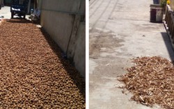 Vô tư phơi dược liệu trên đường đầy bụi bặm ở Ninh Hiệp