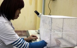 Tâm sự của người nuôi muỗi