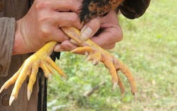 Giáp Tết, gà chín cựa 'cháy hàng' 