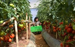 Cơ quan nào cấp chứng nhận trang trại?
