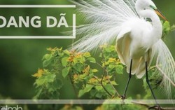Phiêu lưu cùng 'Sải cánh hoang dã'