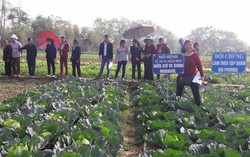 'Trồng rau an toàn sinh học' để nói không với thực phẩm bẩn 