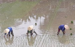 Nghề đi cấy lấy công 'hot' dịp giáp Tết Nguyên đán ở Nghệ An