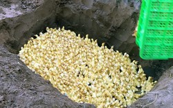 Ngăn chặn tình trạng nhập lậu, buôn bán trái phép gia cầm
