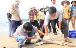 Đại biểu Quốc hội: 'Có cần Formosa 70 năm ?'