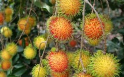 Mất 2/3 sản lượng do ngập mặn, trái cây tăng giá đến 30% 