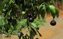 3 học sinh bị ngộ độ do ăn quả hồng trâu