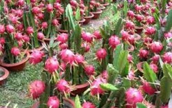 Phạt nặng đối tượng thao túng thị trường thanh long Bình Thuận