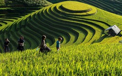 Cốm vùng cao lấn sân cốm Vòng giữa thu Hà Nội