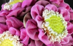Khúc biến tấu từ hoa sen 