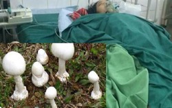 Nghi ăn phải nấm độc, 2 người chết, 2 người nguy kịch