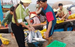 Quảng Bình mua hết cá cho dân 