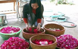 Nữ luật sư kiếm trăm triệu từ hoa hồng cổ