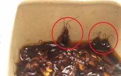 Phát hoảng khi thấy gián trong đồ ăn ở nhà hàng Nét Huế