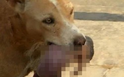 Chú chó cứu bé sơ sinh từ thùng rác