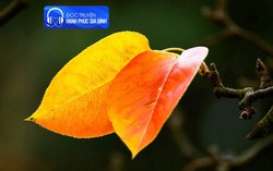 Đọc truyện 'Bao giờ trở lại ngày xưa'