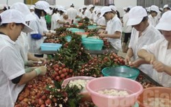  Rút ngắn thời gian ra thị trường cho vải, nhãn xuất ngoại