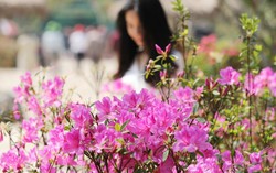 Đây mới là thời điểm đẹp nhất để lên Tây Bắc ngắm đỗ quyên bừng nở