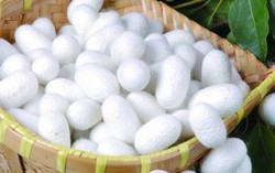Tẩy da chết với kén tằm giống người Nhật