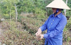Thủ tướng chỉ đạo tập trung ứng phó hạn hán tại Trung Bộ