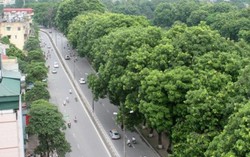 Chặt cổ thụ ven hồ Thủ Lệ để làm đường sắt