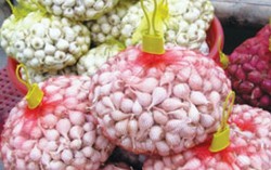 Tỏi 'cô đơn' Lý Sơn đắt như vàng