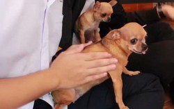 Mê mẩn quán cà phê thú cưng 'ngàn đô' ở Sài Gòn