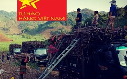 Doanh nghiệp và nông dân chật vật với giá mía đường giảm, tồn kho tăng